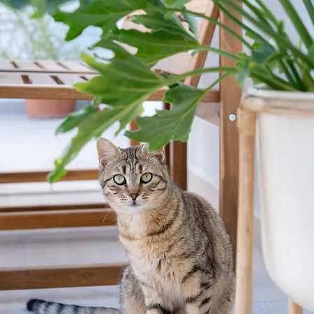 Holiday home Gerani Kos Town